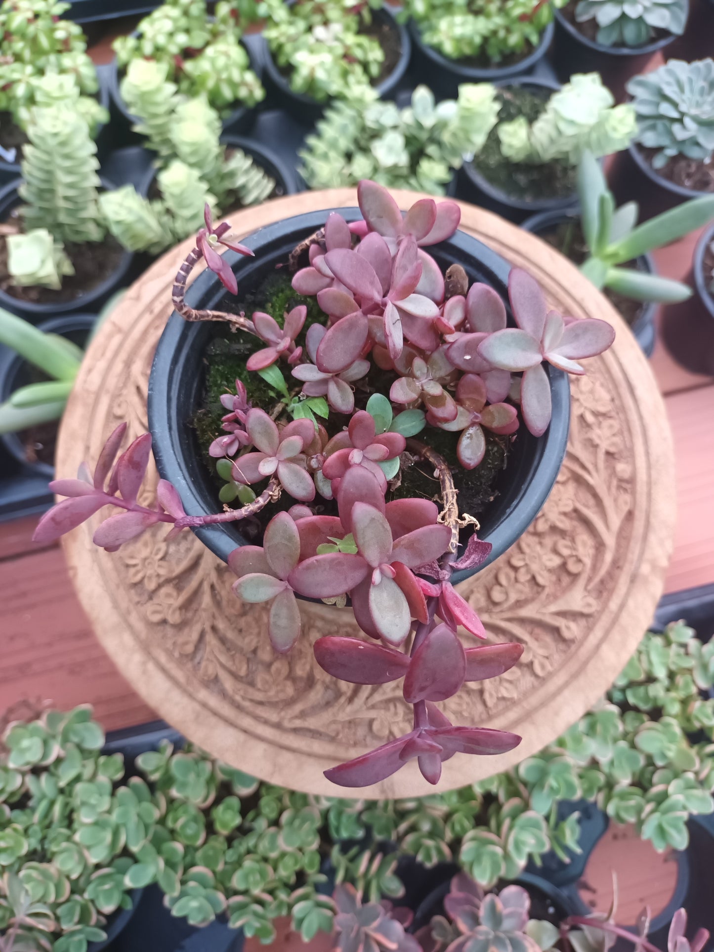 Sedum 'Firecracker