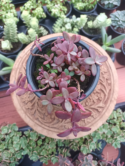Sedum 'Firecracker
