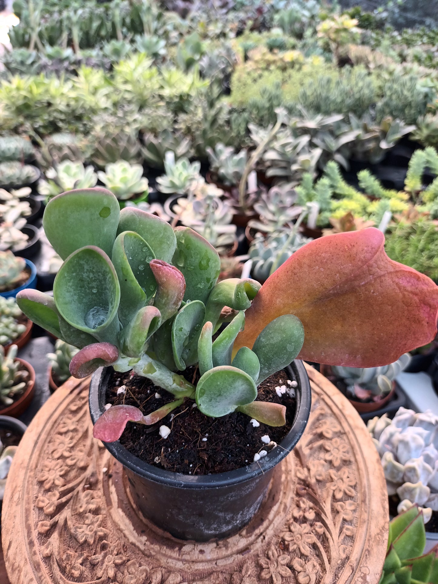 Kalanchoe luciae 'Oricula'