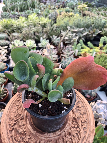Kalanchoe luciae 'Oricula'