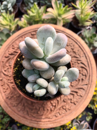 Pachyphytum oviferum