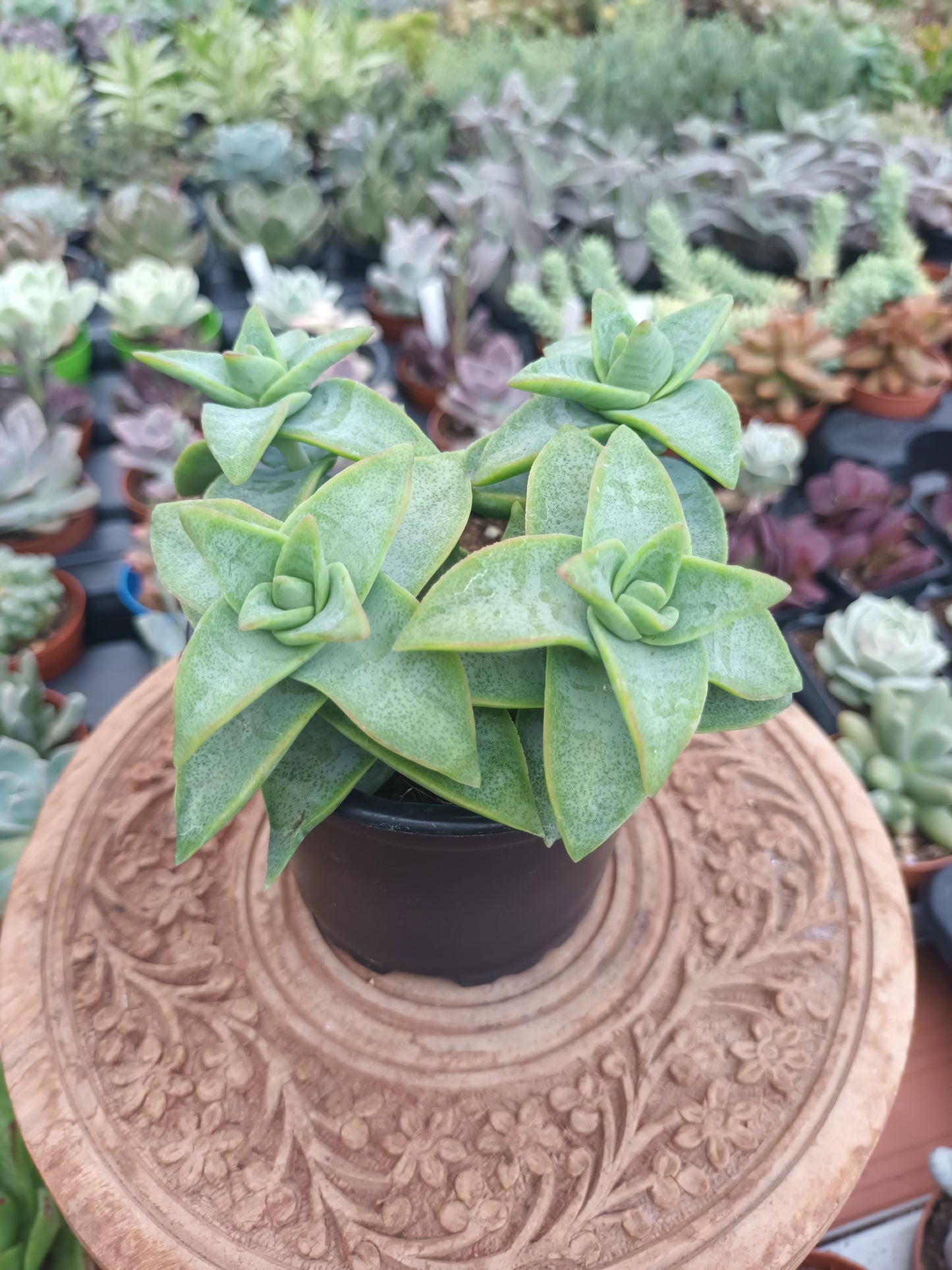 Crassula rupestris 'Daruma Star'