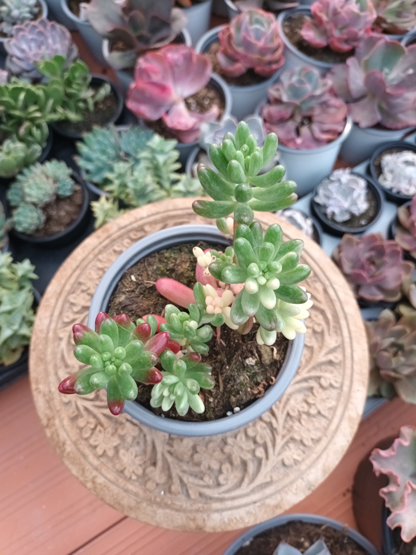 Sedum Rubroticum Aurora