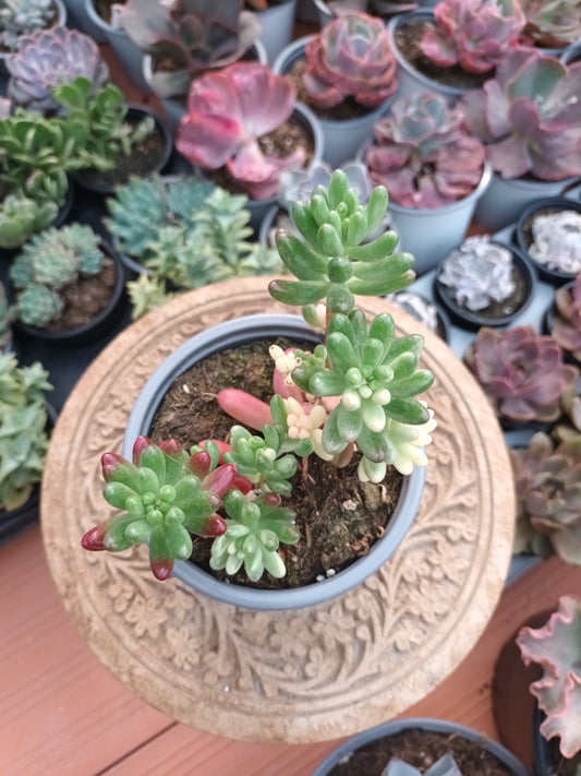 Sedum Rubroticum Aurora
