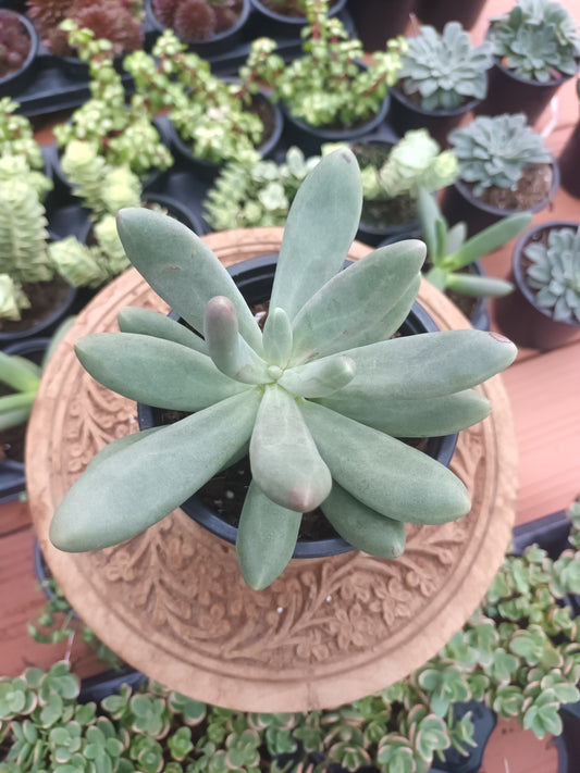 Echeveria 'Dark Purple'
