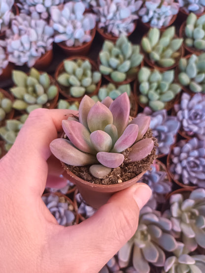 Graptoveria Pink Dona