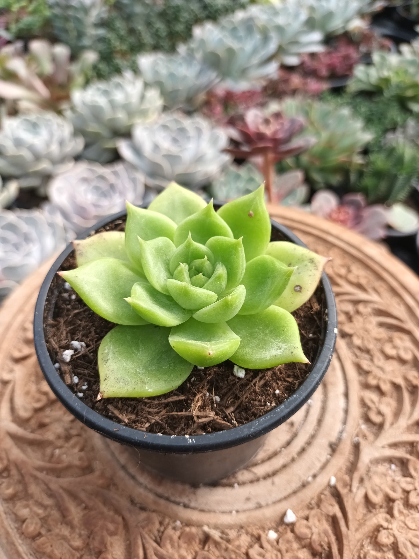 Echeveria colorata verde