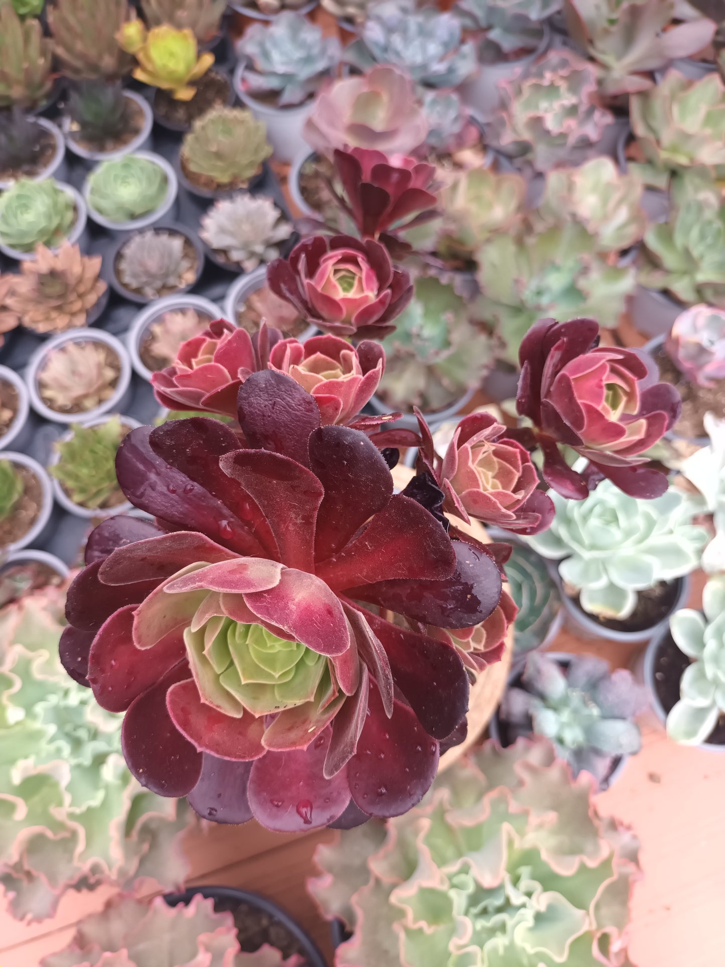 Aeonium kilimanjaro revertido PLANTA MADRE