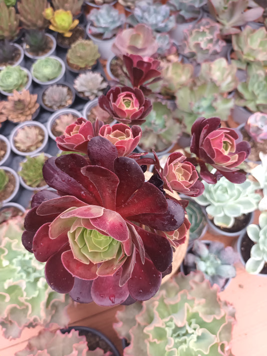 Aeonium kilimanjaro revertido PLANTA MADRE