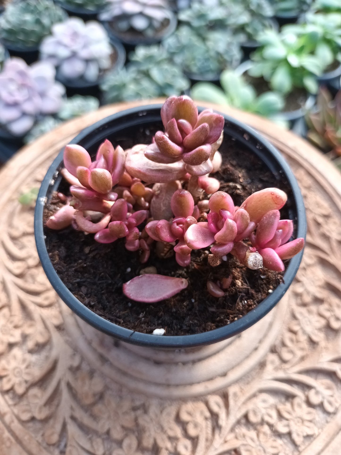 Lenopetalum ‘Chocolate and Strawberries’