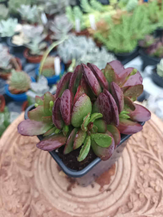 Crassula clavata