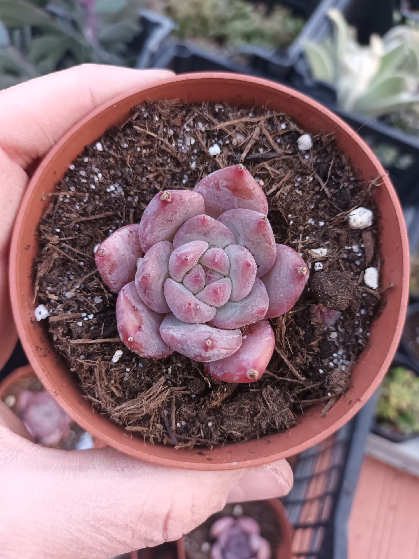 Echeveria Tao Meng