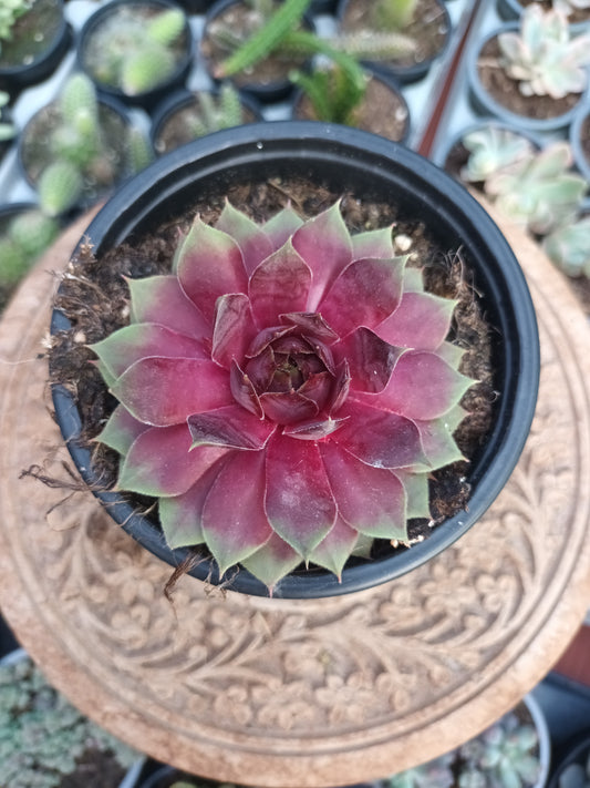 Sempervivum Pink Pomelo