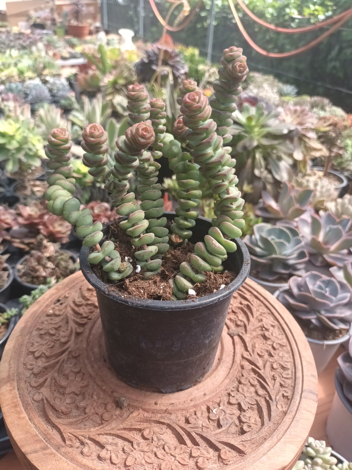 Crassula Marmeriana