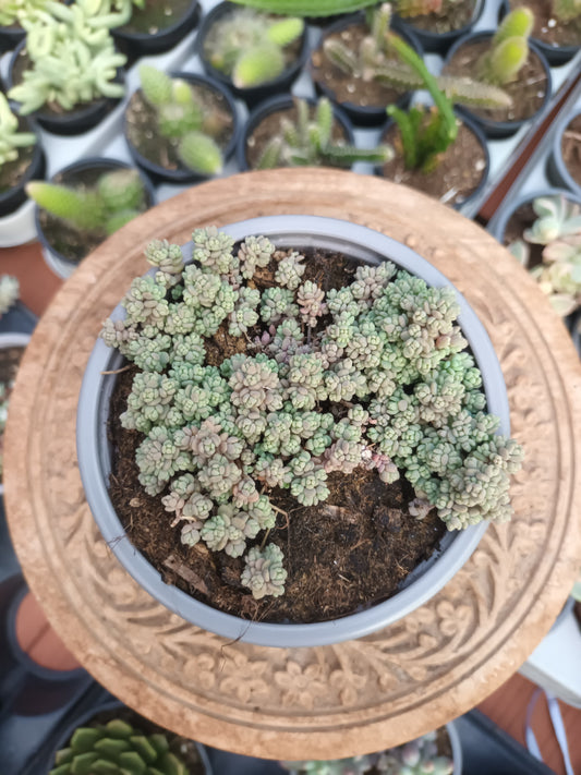 Sedum dasipillum minor