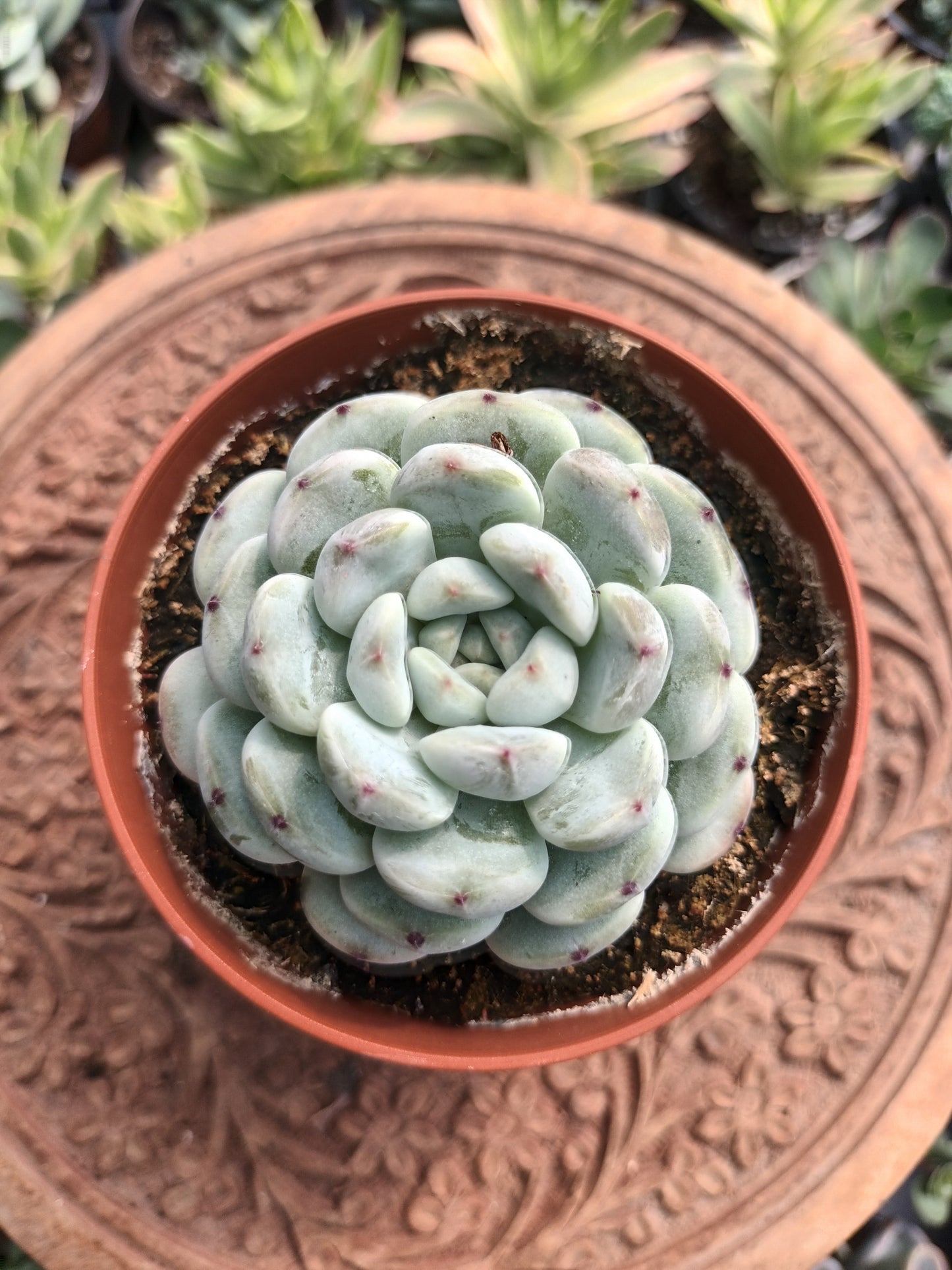 Echeveria cuspidata hybrid
