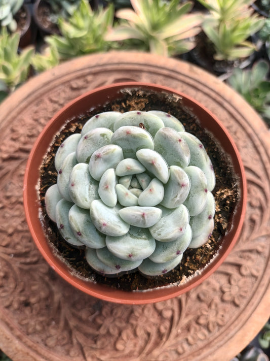 Echeveria cuspidata hybrid
