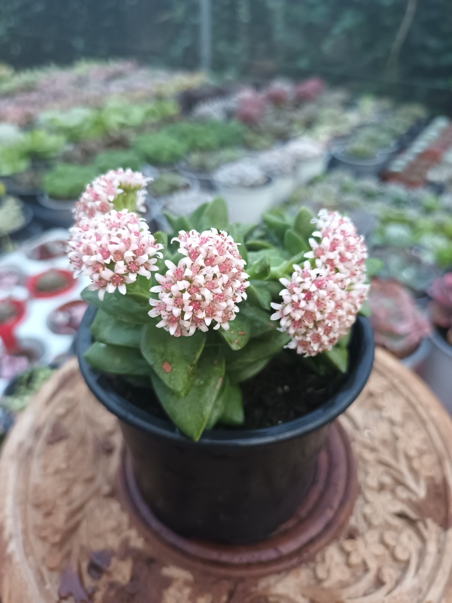Crassula Springtime