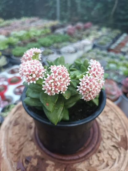 Crassula Springtime