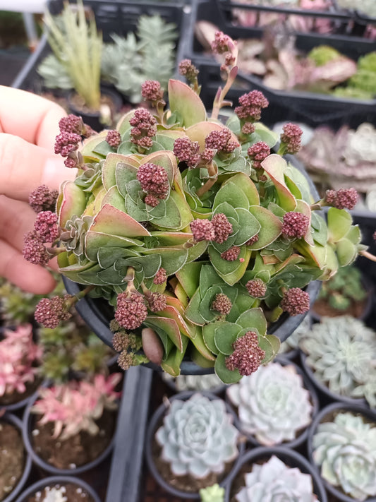 Crassula Cremnophila