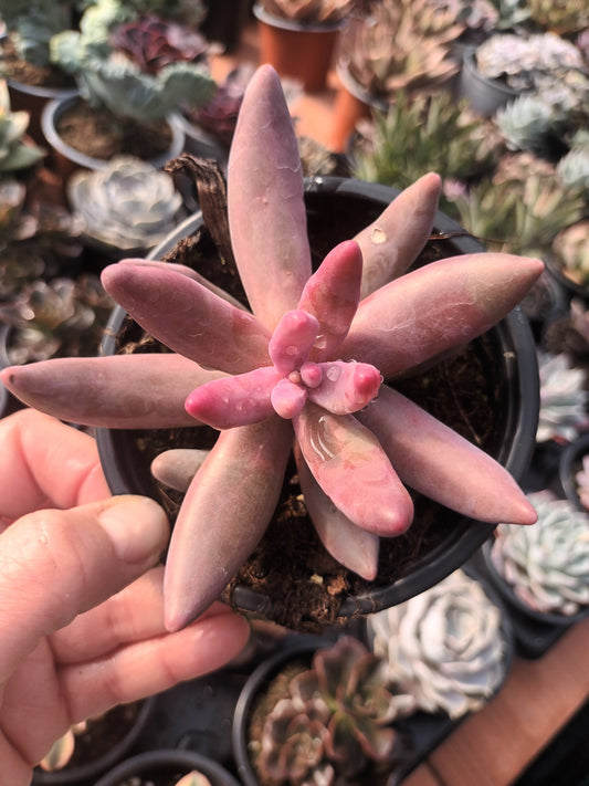 Pachysedum ganzhou