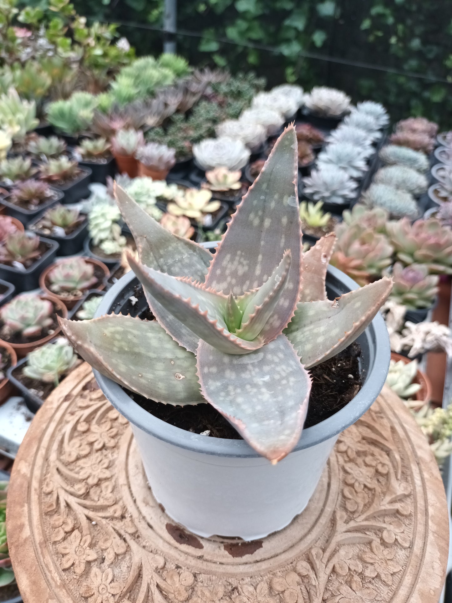 Aloe spp