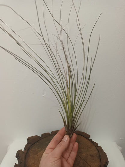 Tillandsia juncifolia -M