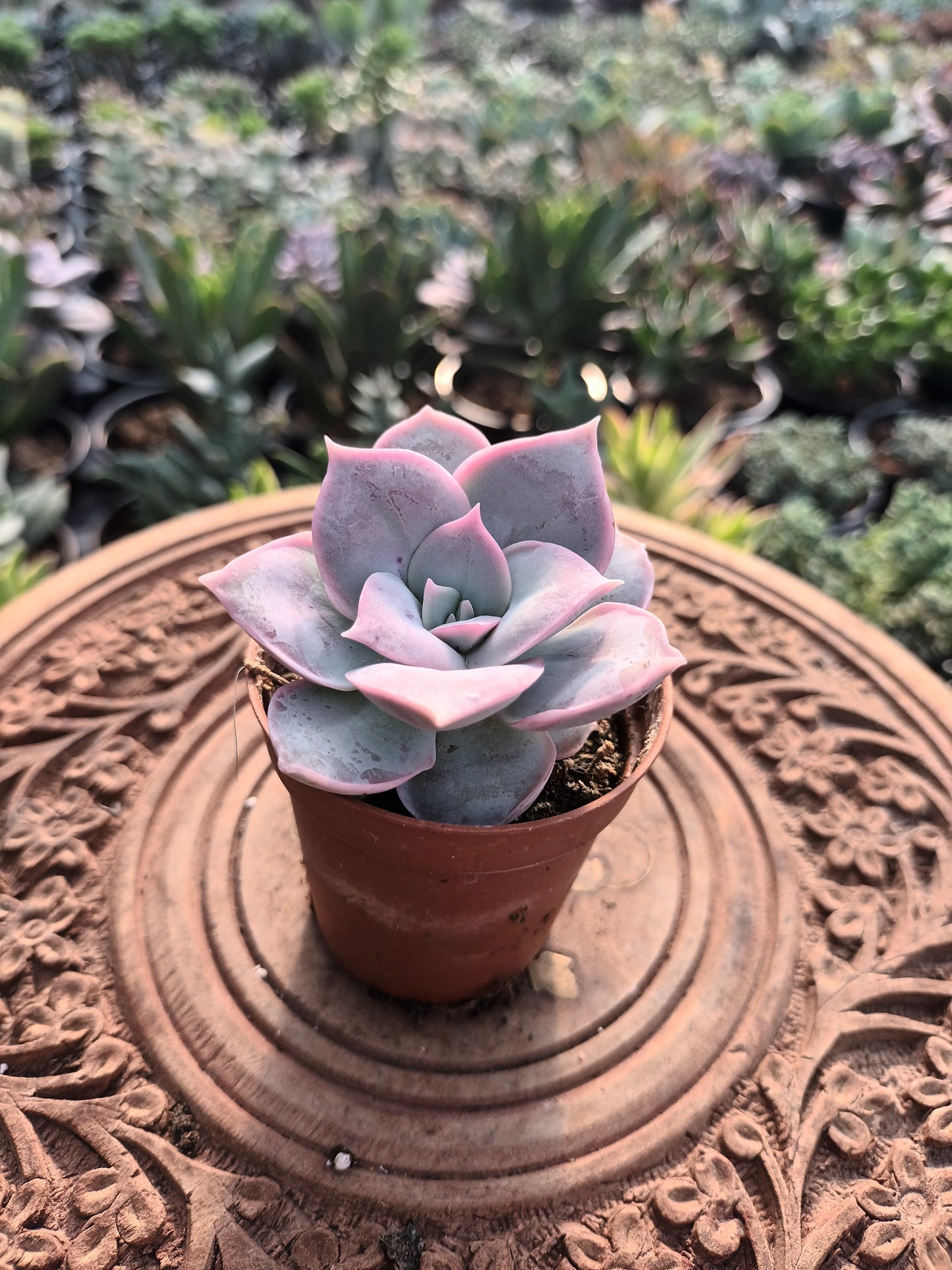 Sedum sinforosanum