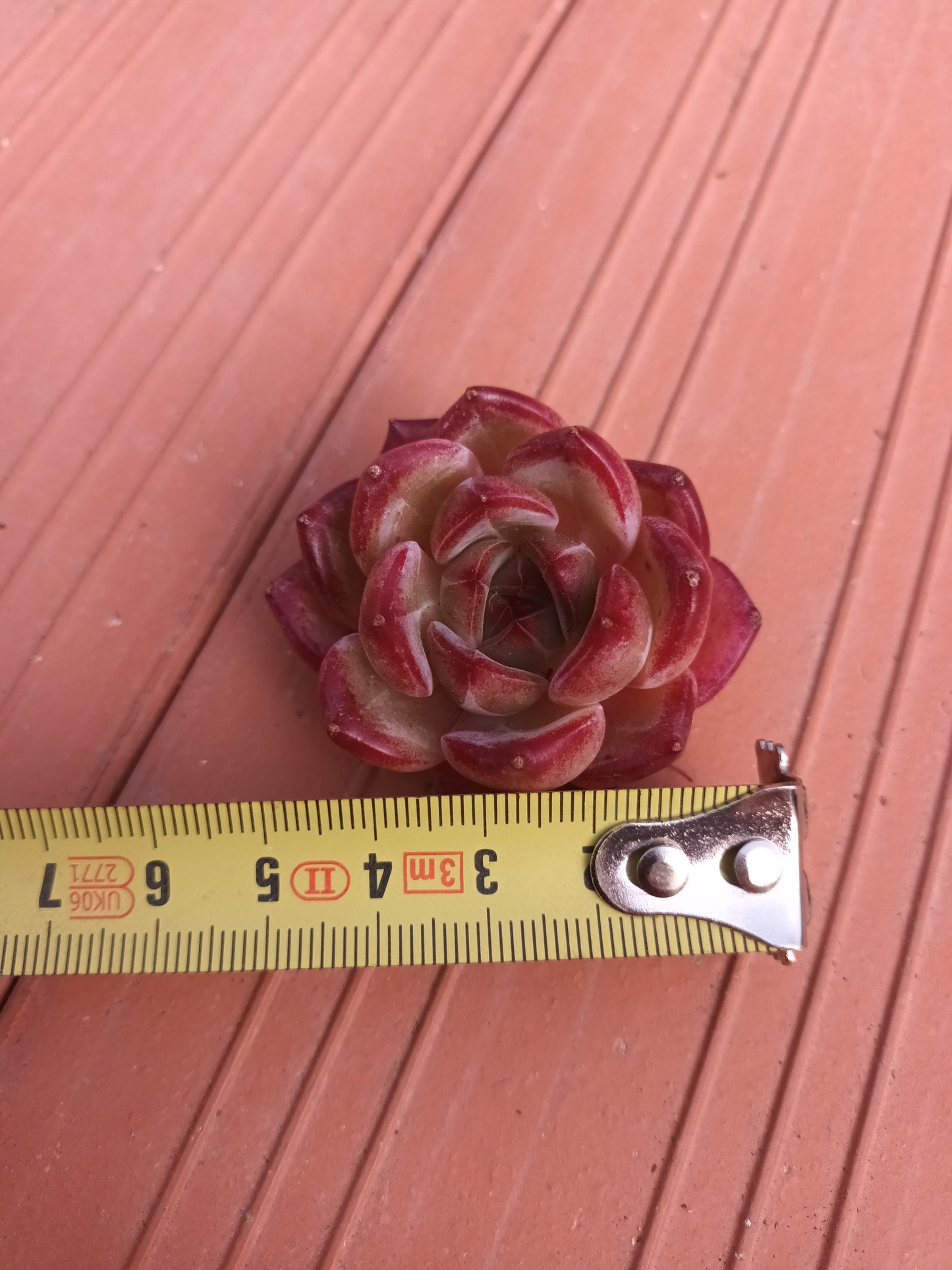 Echeveria 'Black Knight' (Blue Bird x Romeo Rubin)