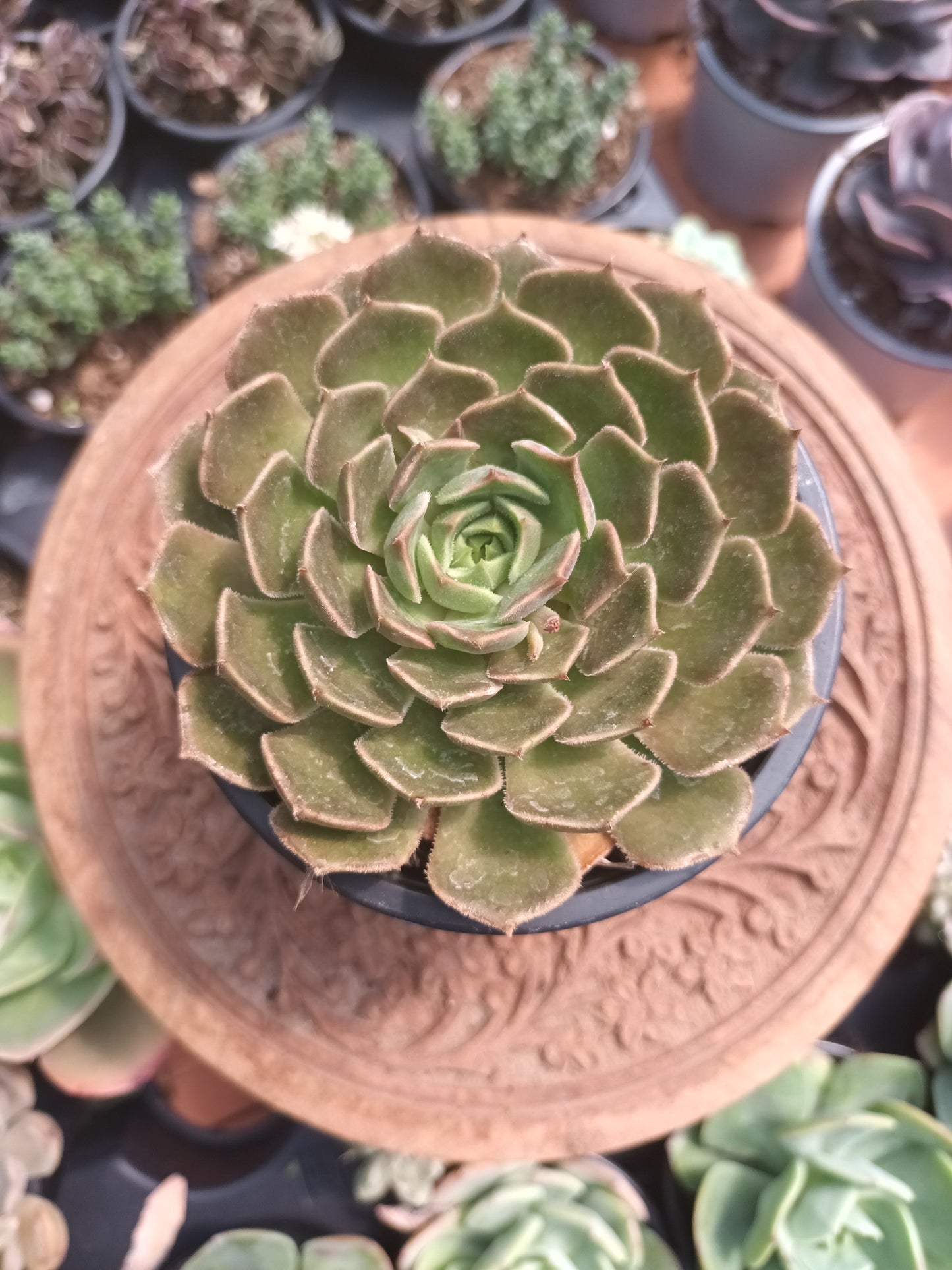 Echeveria Brown Rose