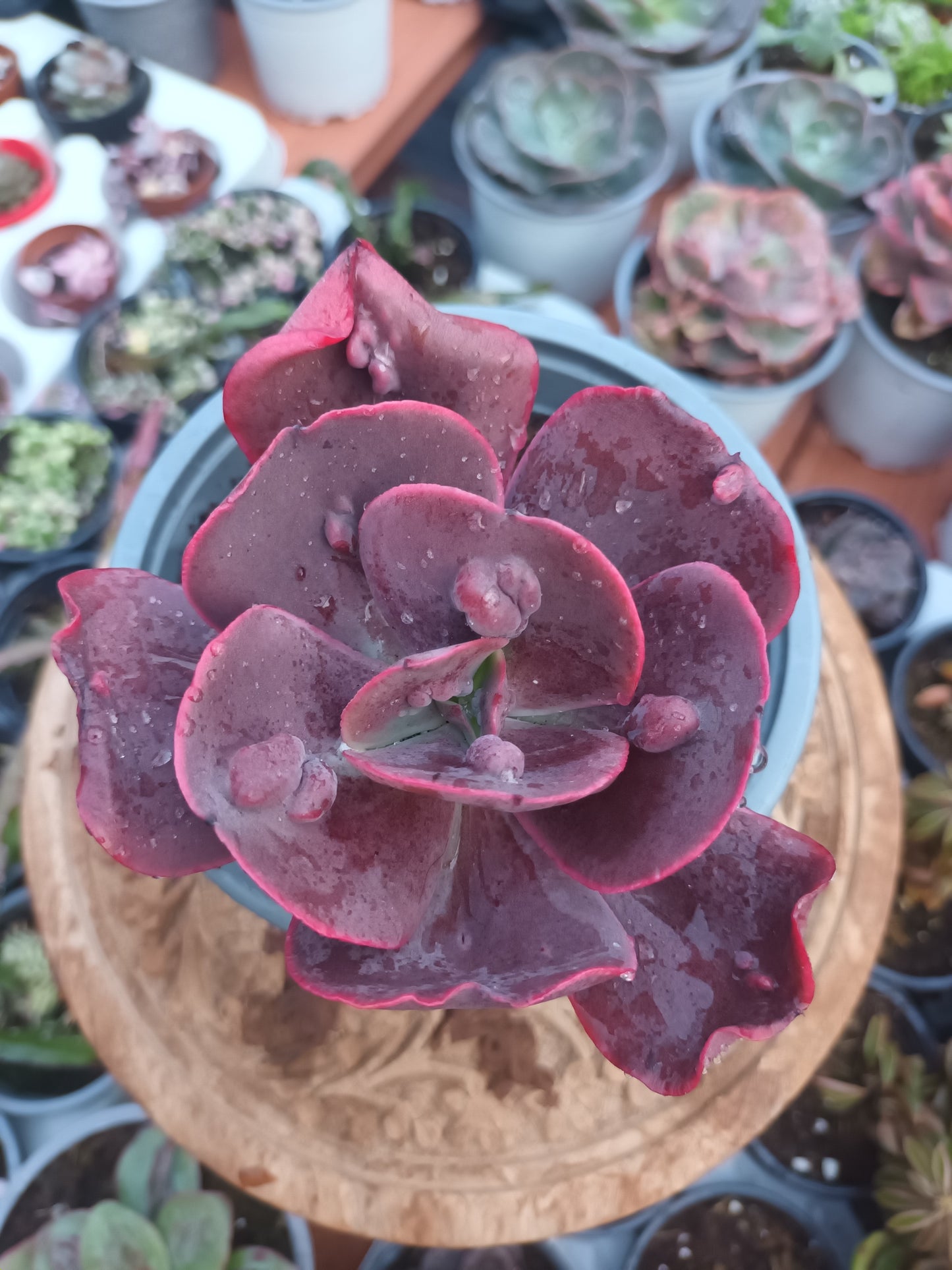 Echeveria Gibbiflora Increíble