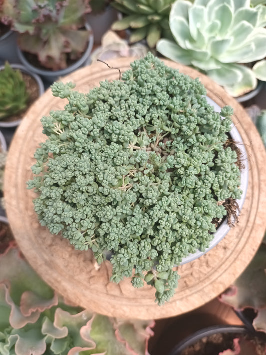 Sedum dasipillum minor