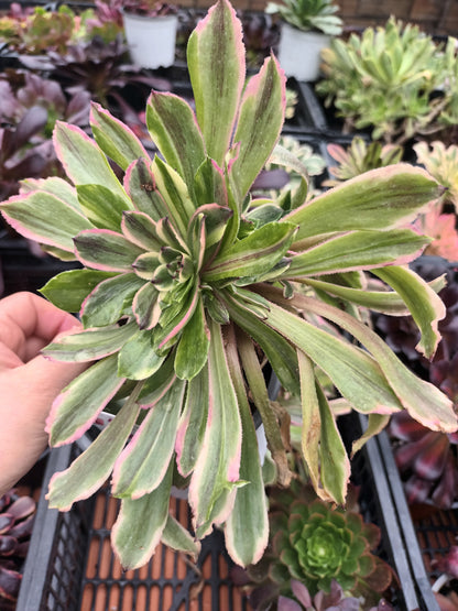 Aeonium fendai