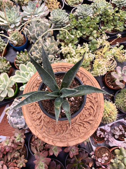 Mangave Pineaple Express