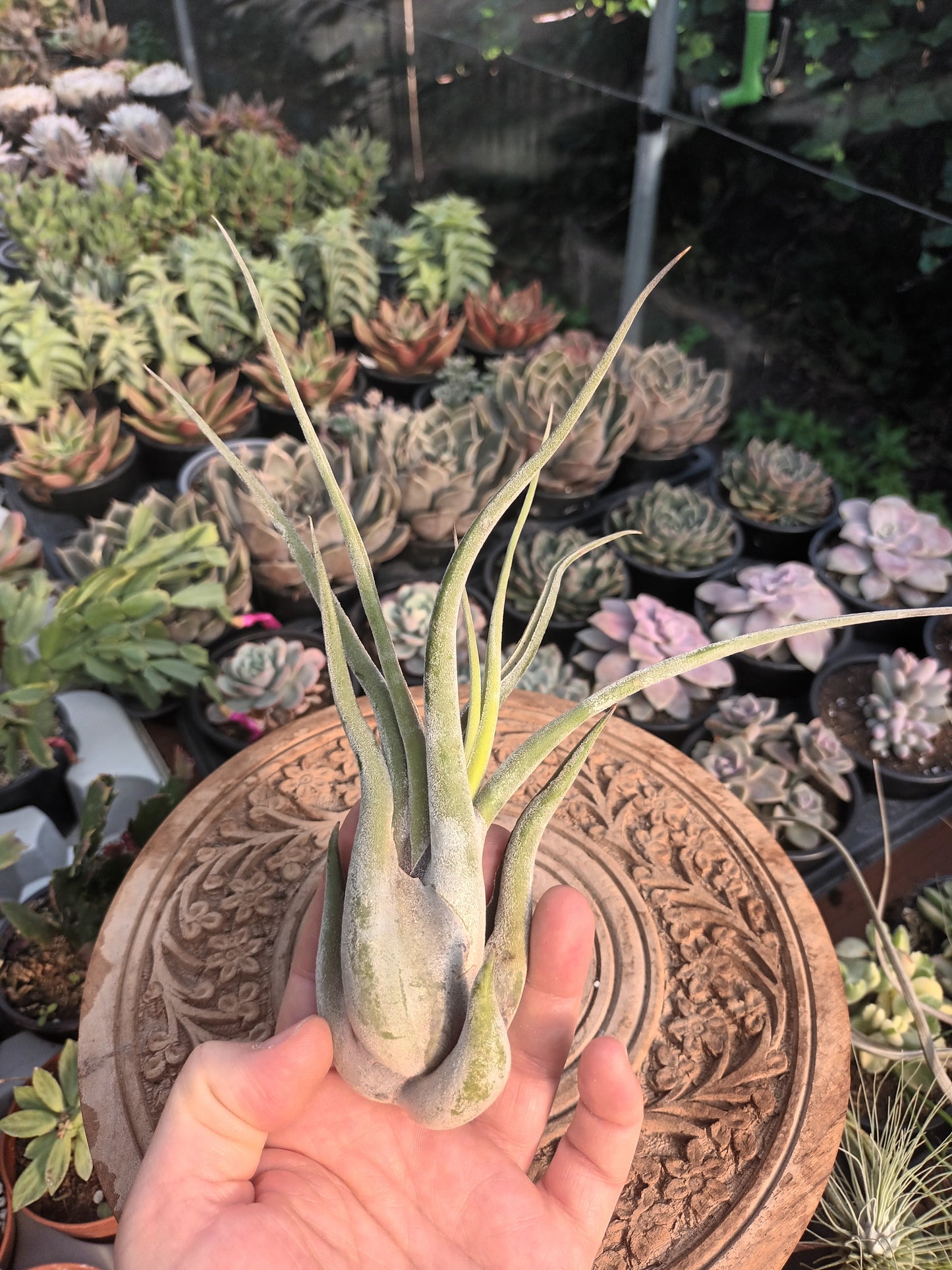 Tillandsia caput medusae - M