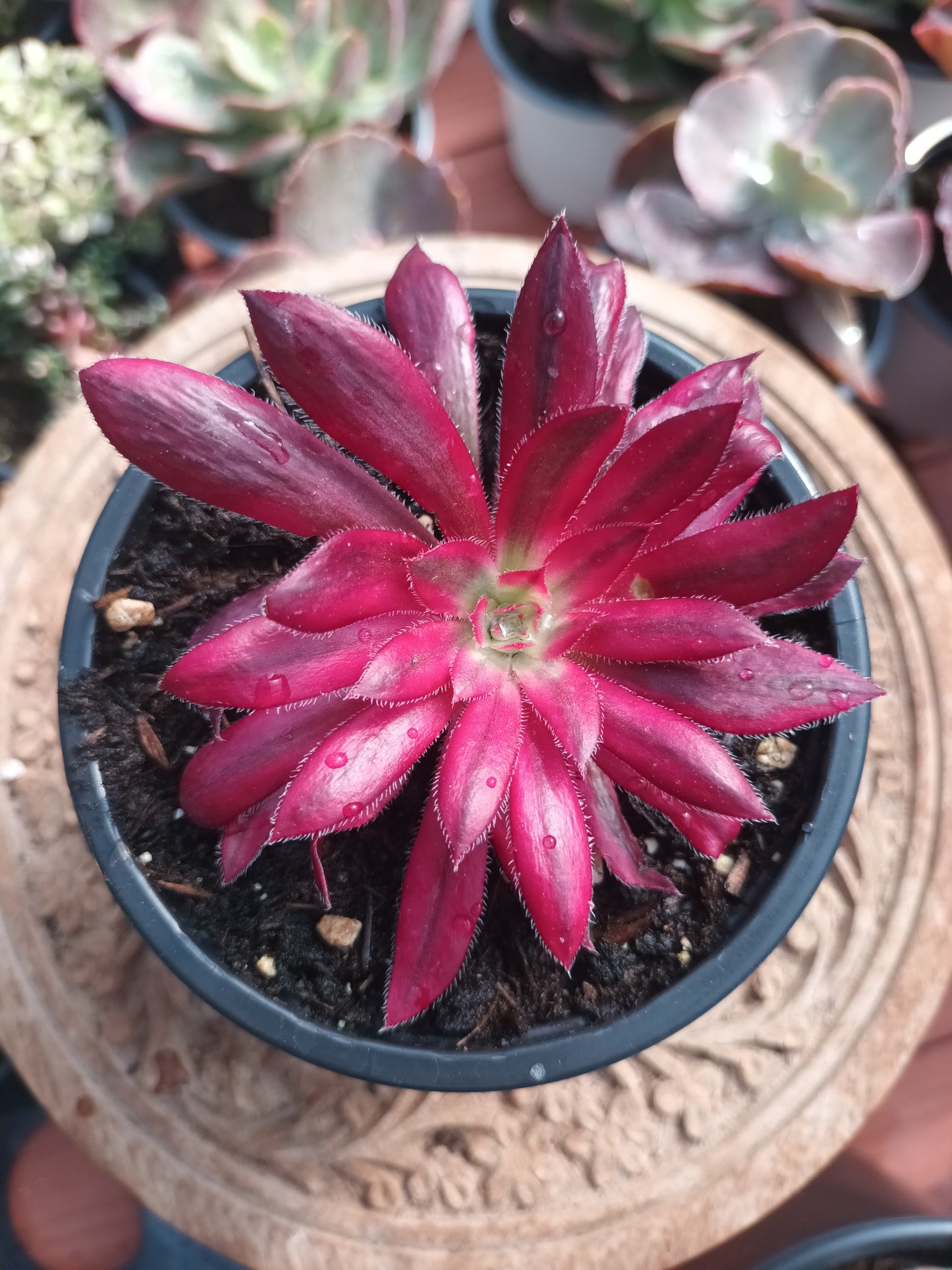 Aeonium Black Magic variegata