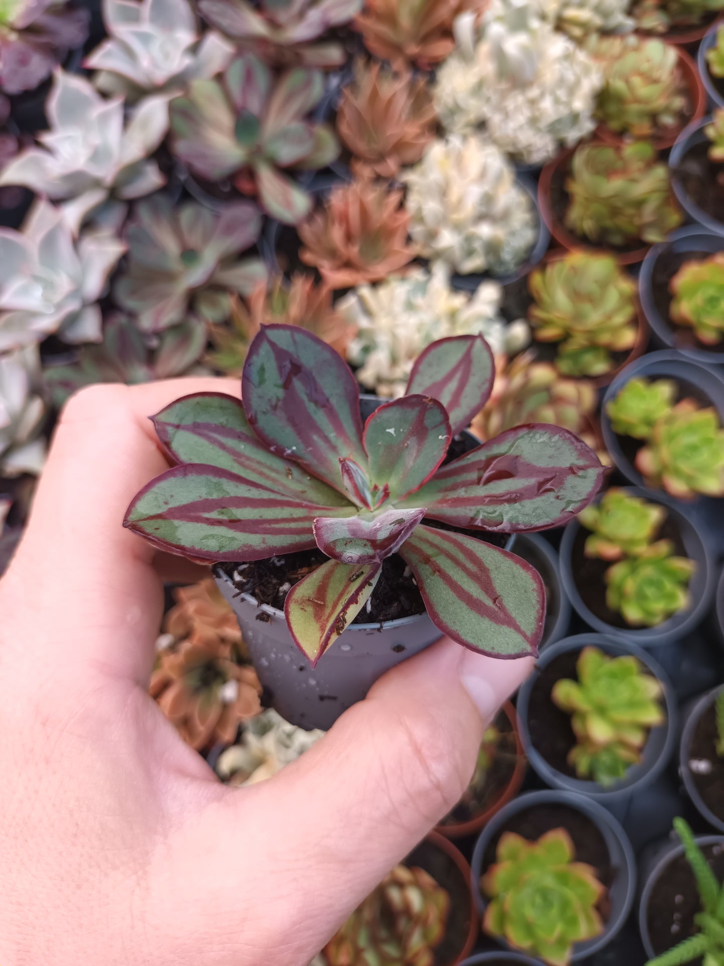 Echeveria Nodulosa