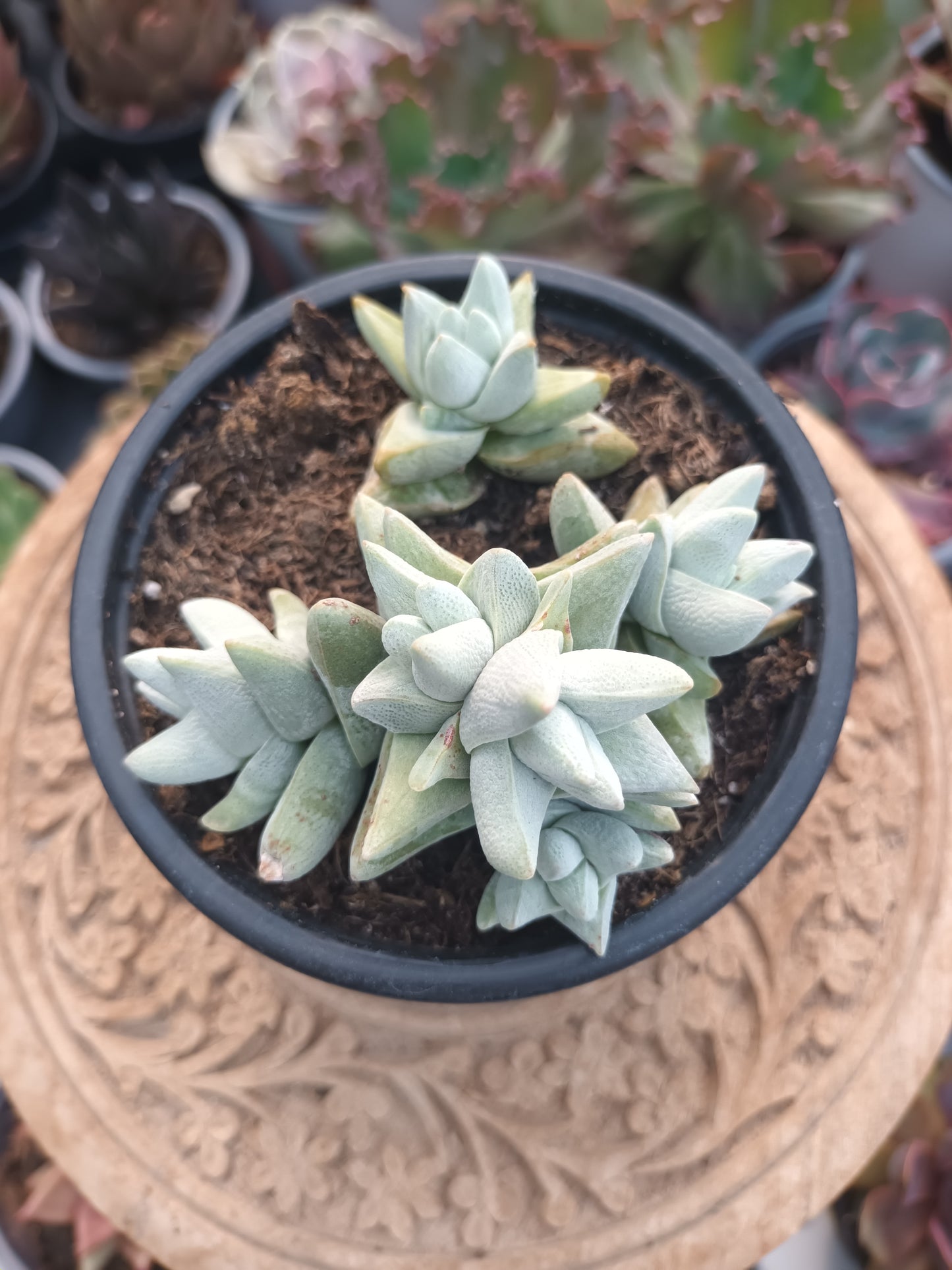 Crassula cornuta var. Decepton