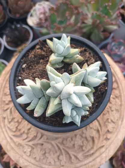 Crassula cornuta var. Decepton