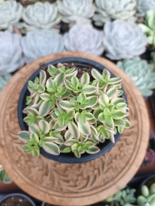 Crassula Volkensii F.Variegata
