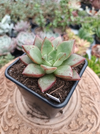 Graptoveria opalina x Echeveria Purposorum