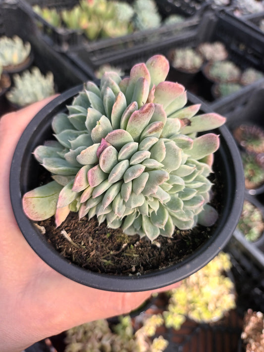Echeveria Sánchez- Mejoradae