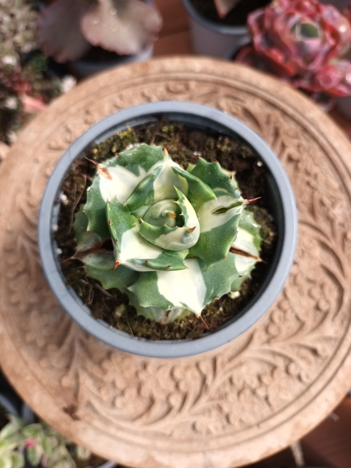 Agave istmensis Ohi Raijin Variegata