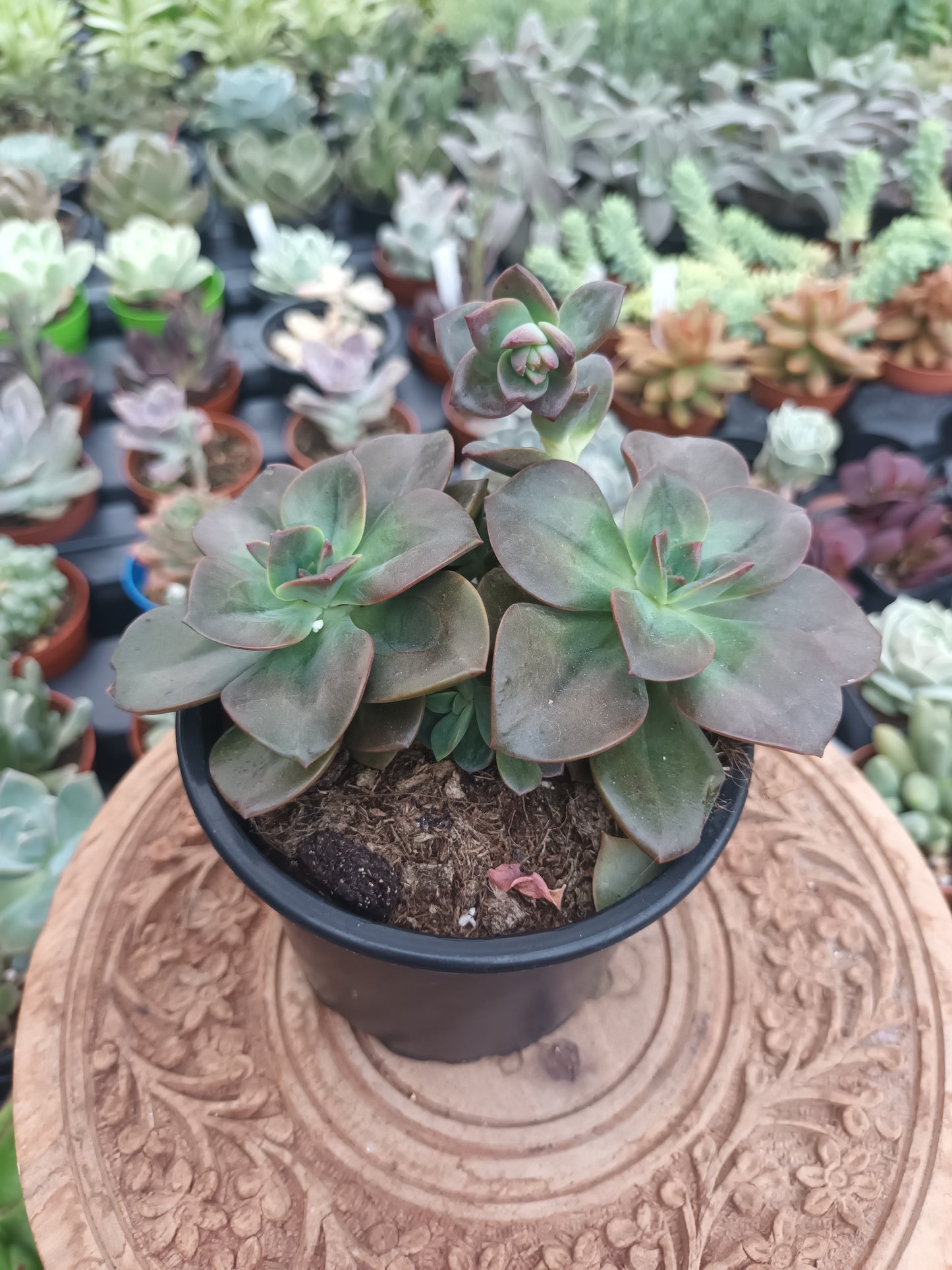 Echeveria chroma