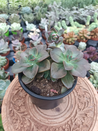 Echeveria chroma