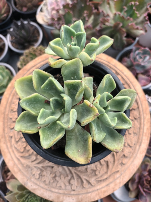 Echeveria setosa var.oteroi