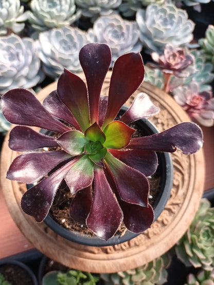 Aeonium voodoo