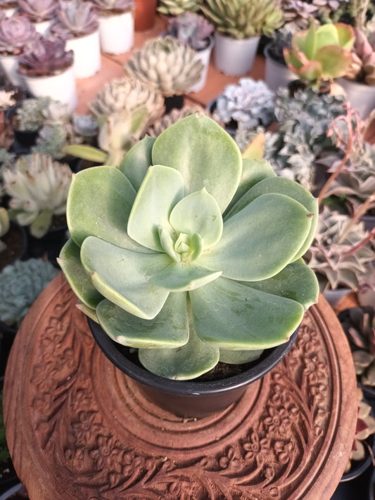 Echeveria morvan