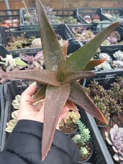 Gasteraloe Black Gemm