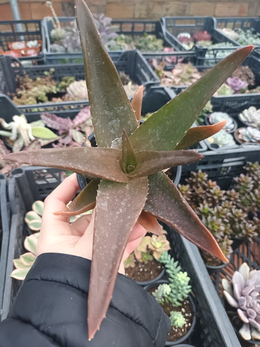Gasteraloe Black Gemm
